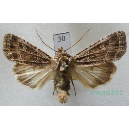 Sideridis reticulata (Goeze, 1781) Czech30